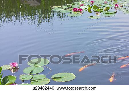 Water Lily And A Carp View Large Photo Image Stock Photograph - Water Lily And A Carp. Fotosearch