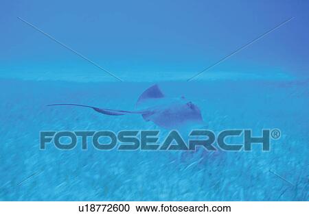 Stock Image - Whip Ray. Fotosearch