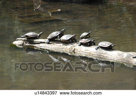 A Turtle In The Sun View Large Photo Image Stock Photo - A Turtle In The Sun. Fotosearch
