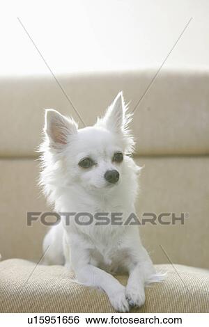 Stock Photograph - Chihuahua On A Sofa. Fotosearch
