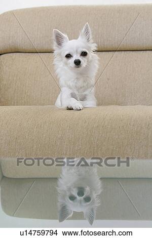 Picture - Chihuahua Reflected On A Table. Fotosearch