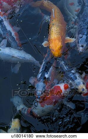 Stock Image - Crowd of Carp in a Pond, High Angle View, Full Frame, Close Up. Fotosearch