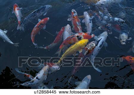 Crowd of Carp in a Pond, High Angle View, Full Frame View Large Photo Image Stock Photography - Crowd of Carp in a Pond, High Angle View, Full Frame. Fotosearch