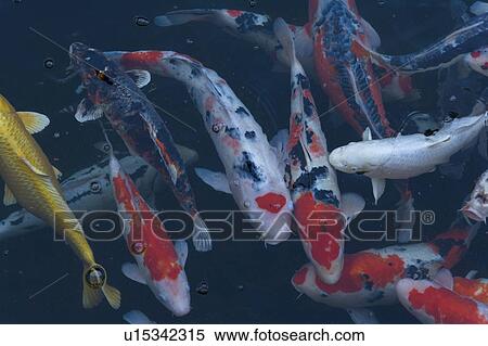 Stock Photography - Crowd of Carp in a Pond, High Angle View, Full Frame, Close Up. Fotosearch