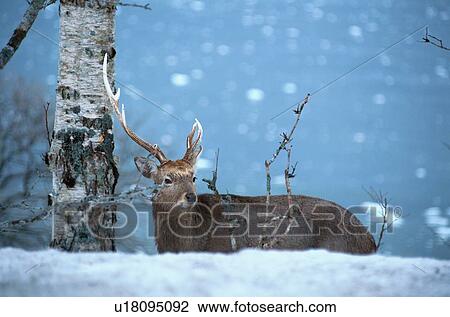 Deer In Snowfall View Large Photo Image Stock Image - Deer In Snowfall. Fotosearch