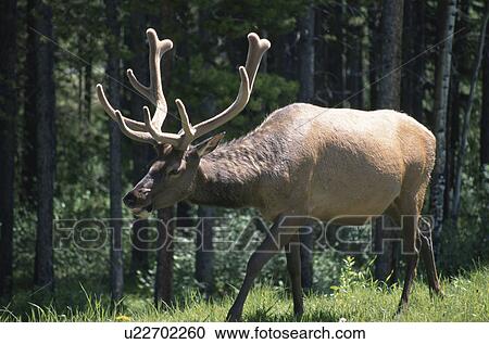 Deer View Large Photo Image Stock Image - Deer. Fotosearch
