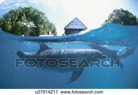 Dolphin View Large Photo Image Stock Photo - Dolphin. Fotosearch