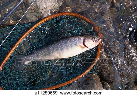 Fish In Fishing Net View Large Photo Image Stock Photo - Fish In Fishing Net. Fotosearch