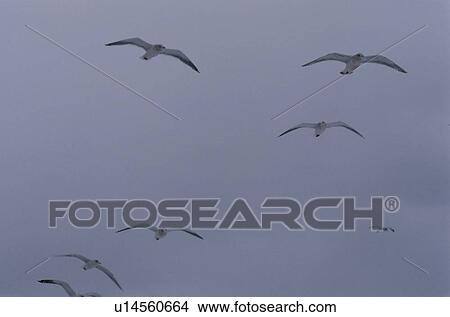 Flock Of Flying Herring Gulls View Large Photo Image Picture - Flock Of Flying Herring Gulls. Fotosearch