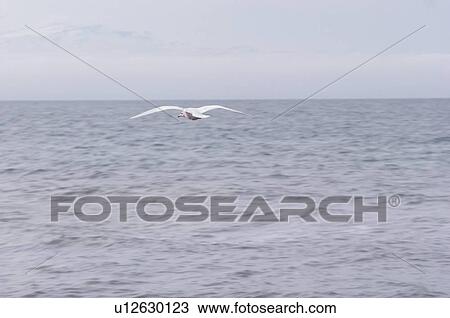 Stock Image - Flying Herring Gull Above Sea. Fotosearch