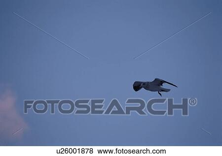 Flying Herring Gull And Sky View Large Photo Image Stock Photo - Flying Herring Gull And Sky. Fotosearch