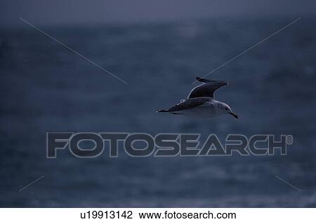 Stock Image - Flying Herring Gull Near Water. Fotosearch