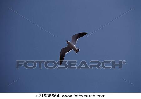 Picture - Flying Herring Gull. Fotosearch