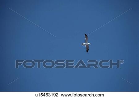 Stock Image - Flying Herring Gull. Fotosearch