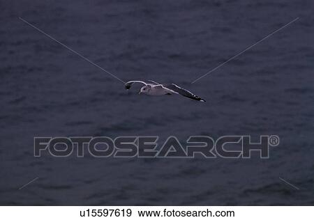 Flying Herring Gull View Large Photo Image Stock Photo - Flying Herring Gull. Fotosearch