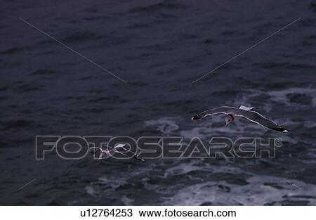 Stock Image - Flying Herring Gulls. Fotosearch