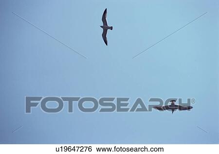 Flying Herring Gulls View Large Photo Image Stock Photograph - Flying Herring Gulls. Fotosearch