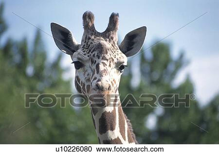 Stock Image - Giraffe. Fotosearch