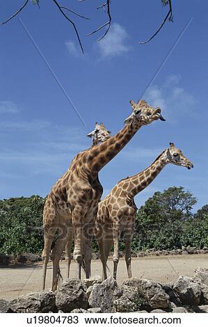 Giraffe View Large Photo Image Stock Image - Giraffe. Fotosearch