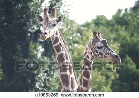 Stock Photo - Giraffe. Fotosearch