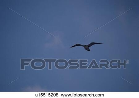 Stock Photo - Herring Gull In Silhouette. Fotosearch