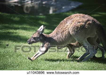 Stock Photograph - Kangaroos In Netherlands. Fotosearch