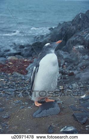 Penguin On Rocky Shore View Large Photo Image Stock Photo - Penguin On Rocky Shore. Fotosearch