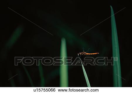 Red Dragonfly View Large Photo Image Stock Photograph - Red Dragonfly. Fotosearch