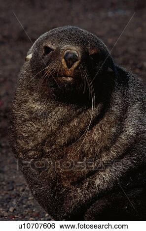 Stock Photograph - Sea Lion Looking At Camera. Fotosearch