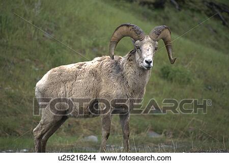 Picture - Sheep. Fotosearch