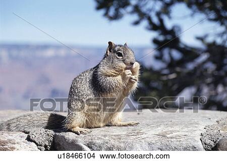 Picture - Squirrel. Fotosearch