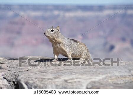 Stock Image - Squirrel. Fotosearch