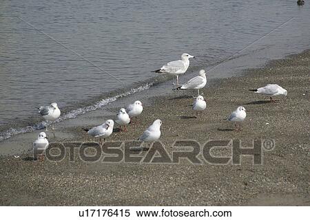 The Sea Bird On A Beach View Large Photo Image Stock Photography - The Sea Bird On A Beach. Fotosearch