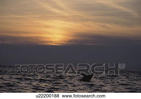The Silhouette Of The Dolphin View Large Photo Image Stock Photo - The Silhouette Of The Dolphin. Fotosearch