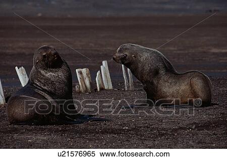 Stock Photography - To Sea Lions On Beach. Fotosearch
