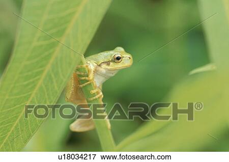 Stock Photo - Tree Toad. Fotosearch