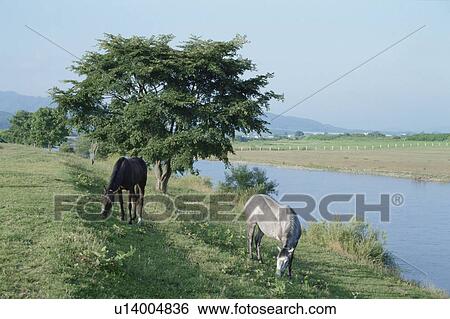 Stock Photograph - Two Horses Eating Grass By The River In Hokkaido. Fotosearch