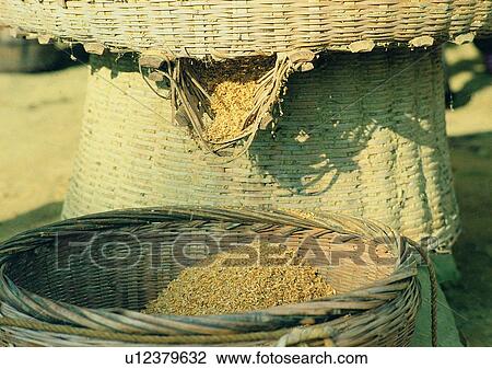 basket, unhusked rice, outdoor, village, farm, plant View Large Photo Image Stock Image - basket, unhusked rice, outdoor, village, farm, plant. Fotosearch