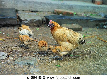 Stock Photo - brick, chicken, village, farm, rooster, animal, outdoor. Fotosearch