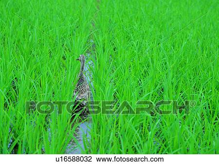 ducks, rice paddy, village, animal, paddy rice, outdoor View Large Photo Image Stock Image - ducks, rice paddy, village, animal, paddy rice, outdoor. Fotosearch