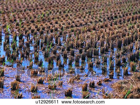 farm, field, outdoor, plant, village, mud View Large Photo Image Stock Image - farm, field, outdoor, plant, village, mud. Fotosearch