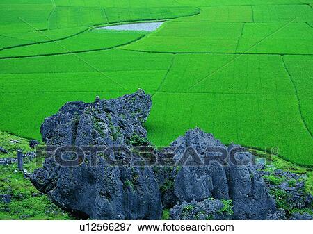 Stock Photo - farm, field, rock, countryside, plant, paddy rice, outdoor. Fotosearch