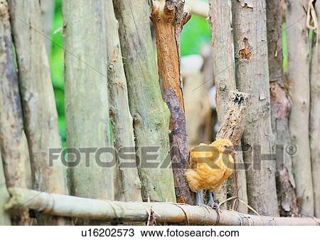 Stock Image - farm, outdoor, village, feather, chicken, animal. Fotosearch