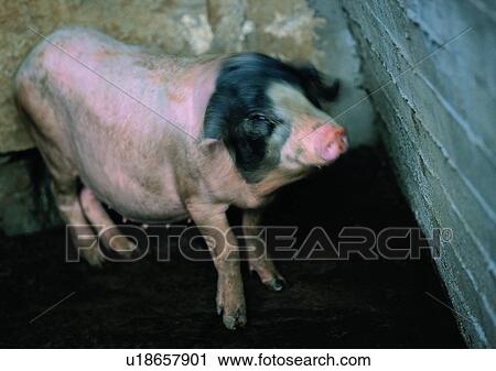 Stock Image - farm, outdoor, wall, spot, village, animal. Fotosearch