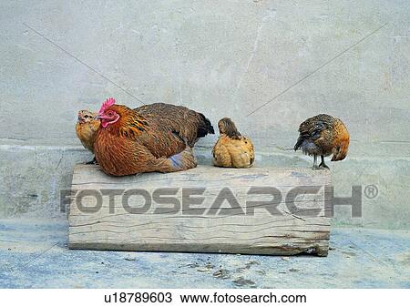 farm, rooster, village, wood piece, fowl, animal View Large Photo Image Stock Image - farm, rooster, village, wood piece, fowl, animal. Fotosearch