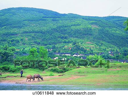 Stock Photo - field, outdoor, cow, farmer, mountain, tree. Fotosearch