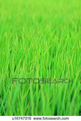 Stock Photograph - field, paddy rice, outdoor, village, farm, countryside. Fotosearch
