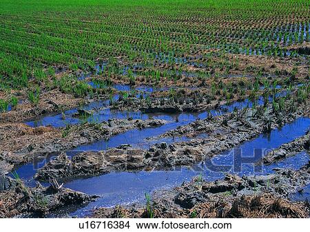 field, rice, outdoor, plant, farm, village View Large Photo Image Picture - field, rice, outdoor, plant, farm, village. Fotosearch