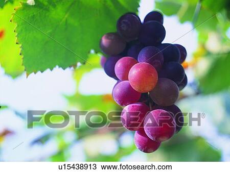 Stock Image - fruit, grapes, plant, outdoor, vegetable, purple. Fotosearch