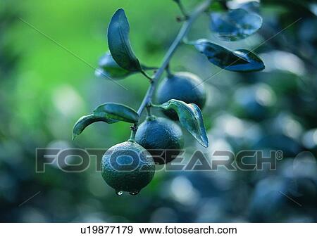 Stock Photo - fruit, outdoor, lemon, vegetable, plant. Fotosearch
